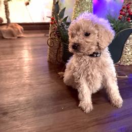 Black collar - Cream female Goldendoodle puppy in Kileen, Texas from Cooper Goldendoodle