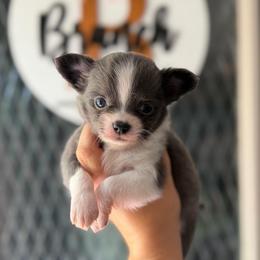 Squirt - Blue and white male Chihuahua puppy in Harrison, Michigan from Cloud9 Chihuahuas