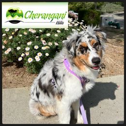 Australian Shepherd Puppies from Cherangani Hills Australian Shepherds