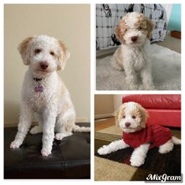 Lagotto Romagnolo Puppies from Riverside Lagottos