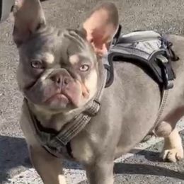 French Bulldogs from Dade Fire Frenchies
