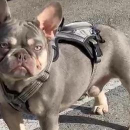 French Bulldogs from Dade Fire Frenchies