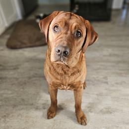 Ruby - Labrador Retriever