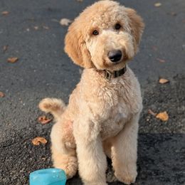 Pink Collar - Apricot female Goldendoodle puppy in Olympia, Washington from Sinclairdoodles