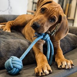 Rhodesian Ridgeback Puppies from River Rock Ridgebacks