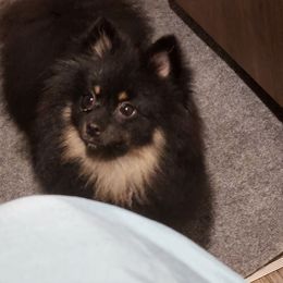 Capitan - Pomeranian