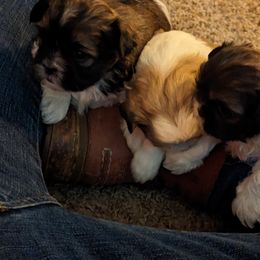 Shih Tzu Puppies from We Shih Tzu Not!