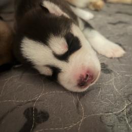 Noctis - Black and white male Siberian Husky puppy in Bangs, Texas from Final Siberians