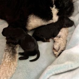 Goldendoodle and Poodle Puppies from SnickerDoodlePups