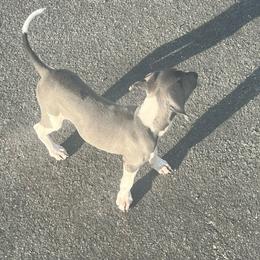 Italian Greyhound Puppies from Fisher Link