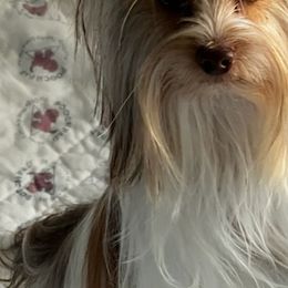 Benny - Yorkshire Terrier