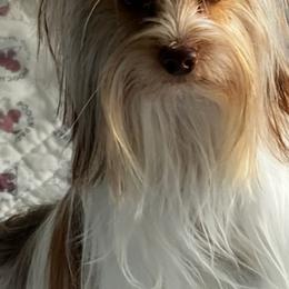 Benny - Yorkshire Terrier