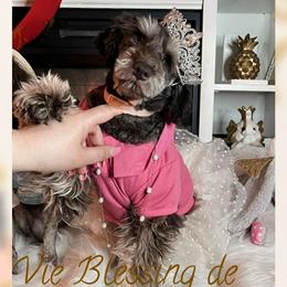 Blessing - Brown female Schnoodle puppy in Demorest, Georgia from Royal Puppypoo Playhouse