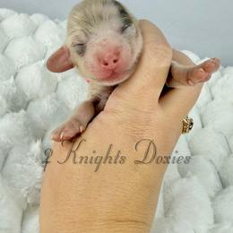 Jackson🩵 - Dapple male Dachshund puppy in New Braunfels, Texas from 2 Knights Doxies