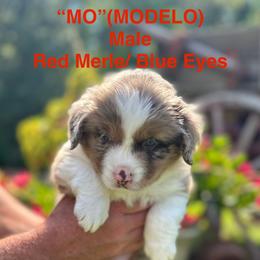Miniature Australian Shepherd Puppies from SWLA MINI AUSSIES