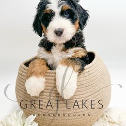 Eagle - Tri-color female Bernedoodle puppy in Baroda, Michigan from Great Lakes Bernedoodles