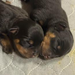 Female 6 - Black and tan female Rottweiler puppy in Mcminnville, Oregon from JHB Rottweilers