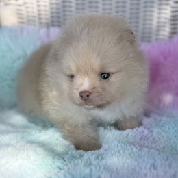 Piper - Cream female Pomeranian puppy in Coleman, Oklahoma from Pretty Poms