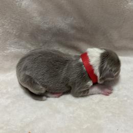 Red Collar - Lilac female Border Collie puppy in Gadsden, Alabama from Collie Wood Hills