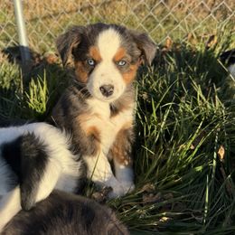 Opal - Blue merle female Miniature Australian Shepherd puppy in Marion, Michigan from Highland Hills Mini Aussies