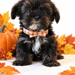 Hank - Chocolate and tan male Yorkshire Terrier puppy in Jacksonville, Florida from The Yorkie Shack