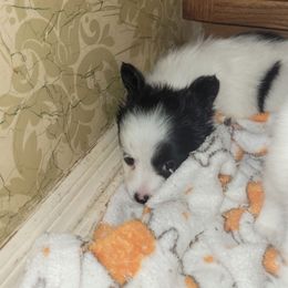 Girl 4 - White and black female Papillon puppy in Florida from Tammy's Papillon Playpen