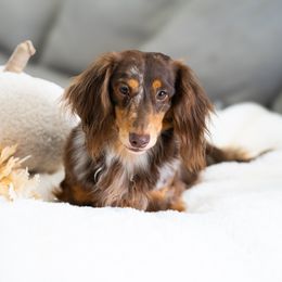 Buddy - Dachshund