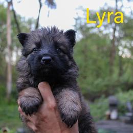 Lyra - Sable female German Shepherd puppy in New York from Spitze German Shepherds