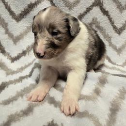 Cookies and Cream - Blue merle and white female Shetland Sheepdog puppy in Wapello, Iowa from Willow Rayne shelties and more