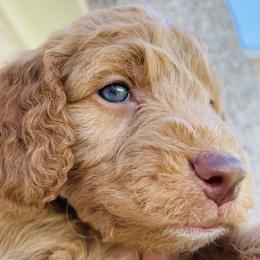 Goldendoodle Puppies from Aloha Sunset Doodles, LLC