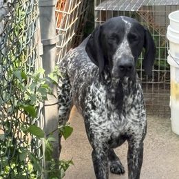 Doc - German Shorthaired Pointer