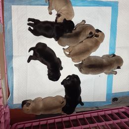 Pug Puppies from Hatfield Pugs