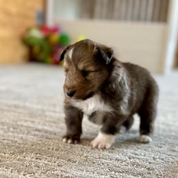 Shetland Sheepdog Puppies from Lexy's Shetland Sheepdogs