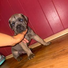 Green Boy - Fawn male Cane Corso puppy in Saluda, South Carolina from Brooks Imperial Corso