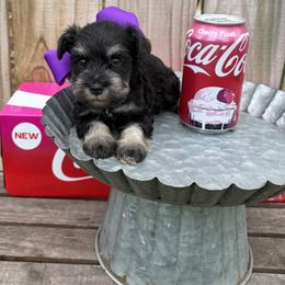 Purple girl - Black and silver female Miniature Schnauzer puppy in Garrison, Texas from RNH Schnauzers
