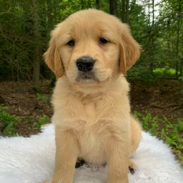 Triniti - Light golden female Golden Retriever puppy in New Ringgold, Pennsylvania from Hawk Mountain Doodles