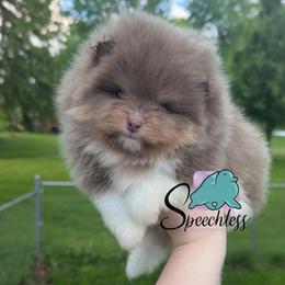 Dopey- 4000.00 dollars - Lavender male Pomeranian puppy in Perry County, Ohio from Speechless Pom’s