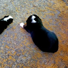 Miniature Australian Shepherd Puppies from CopperHead Aussies