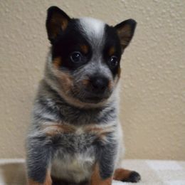 Australian Cattle Dogs from Wolfsong ACD