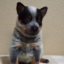 Australian Cattle Dogs from Wolfsong ACD