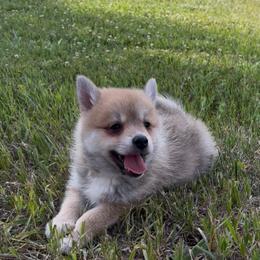 Bear - Red and white male Pomsky puppy in Uintah County, Utah from Bingo's Wolfhounds, Lollipop Pomskies