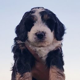 Bernedoodles, Bernese Mountain Dogs, and Goldendoodles from Stony Meadow Puppies