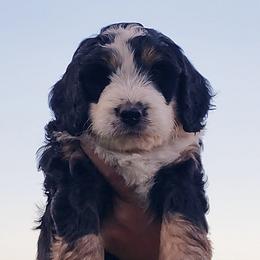 Bernedoodles, Bernese Mountain Dogs, and Goldendoodles from Stony Meadow Puppies