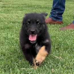 Dexter - Black tri-color male Australian Shepherd puppy in Piedmont, Oklahoma from HeartDriven Aussies