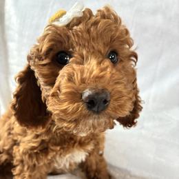 Ice - Red and white female Cockapoo puppy in Adrian, Oregon from ApplebyFarm
