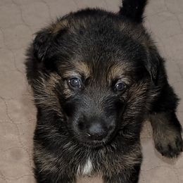 German Shepherds from Haus Merrell German Shepherd