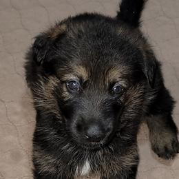 German Shepherds from Haus Merrell German Shepherd