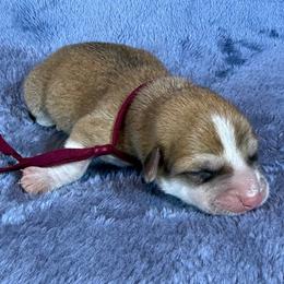 Burgundy Collar Female - Red female Pembroke Welsh Corgi puppy in Victoria, Texas from Clear Creek Corgis