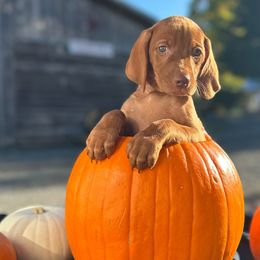NIKITA (Red) - Golden rust Vizsla puppy in Port Angeles, Washington from Baldy Ridge Farm