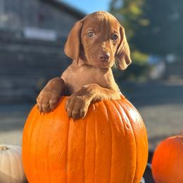 NIKITA (Red) - Golden rust Vizsla puppy in Port Angeles, Washington from Baldy Ridge Farm